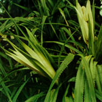 Pandanus Oil (Essential Oil)