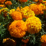 Tagetes Oil (Essential Oil)