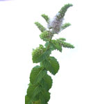 Peppermint Oil (Essential Oil)