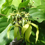 Ylang Ylang Extra (Essential Oil)